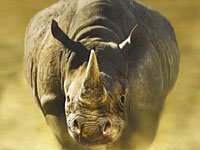 Rhinoceros image