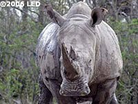 Rhinoceros picture Rhino
