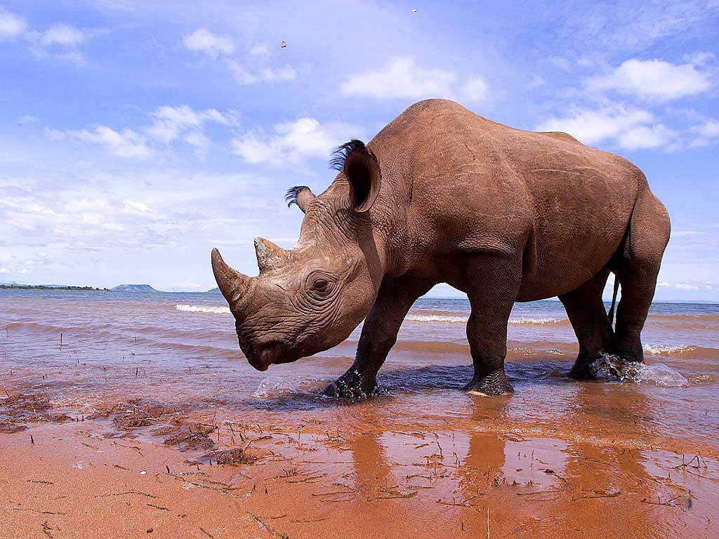 free Rhinoceros wallpaper wallpapers download
