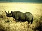 Rhinoceros wallpaper