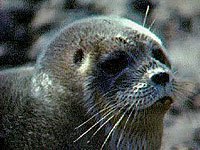 Ringed Seal picture