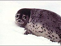 Ringed Seal picture