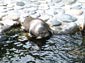 ringed seal