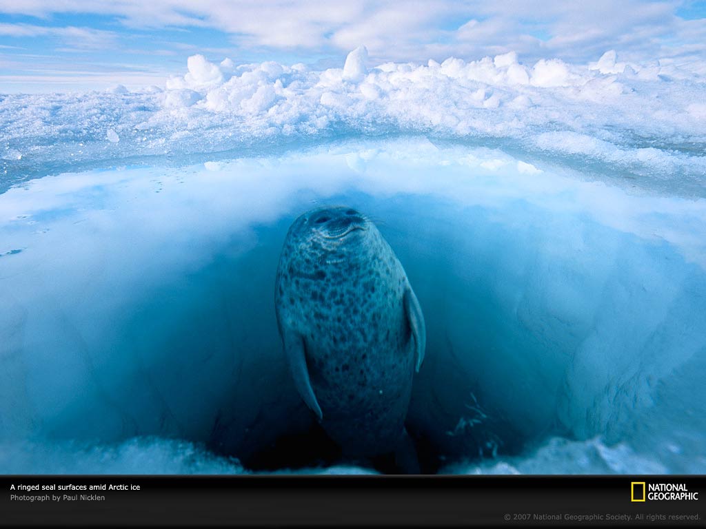 free Ringed Seal wallpaper wallpapers download