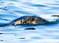 free ringed seal wallpaper