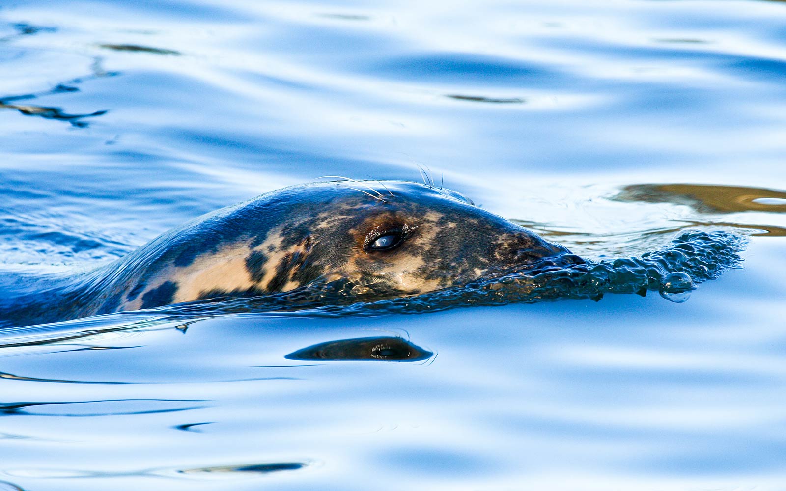 free Ringed Seal wallpaper wallpapers download