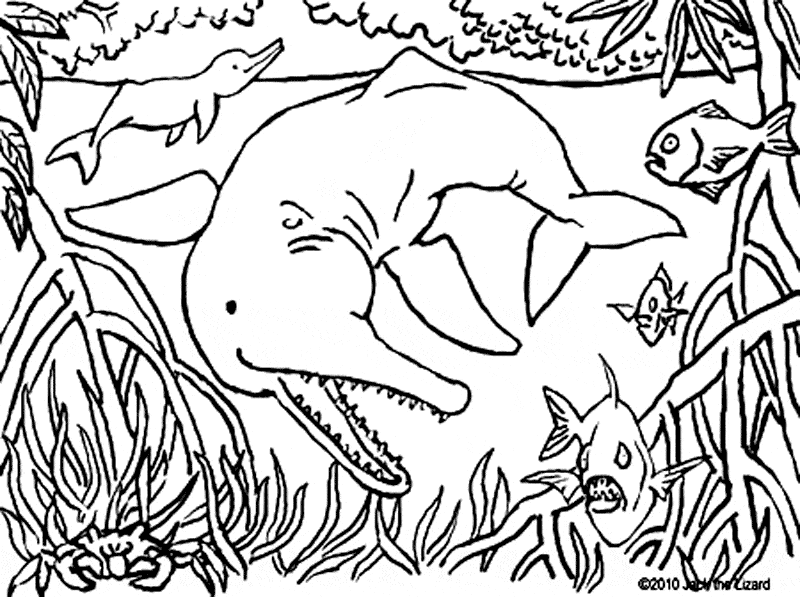 free River Dolphin coloring page