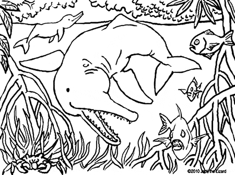 90 River Animals Coloring Pages , Free HD Download