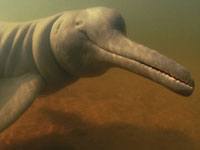 River Dolphin picture