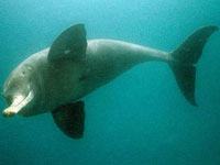 River Dolphin picture