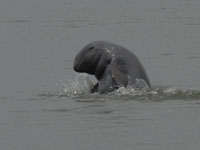 River Dolphin picture