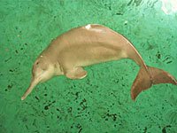 River Dolphin picture