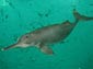 River Dolphin wallpaper