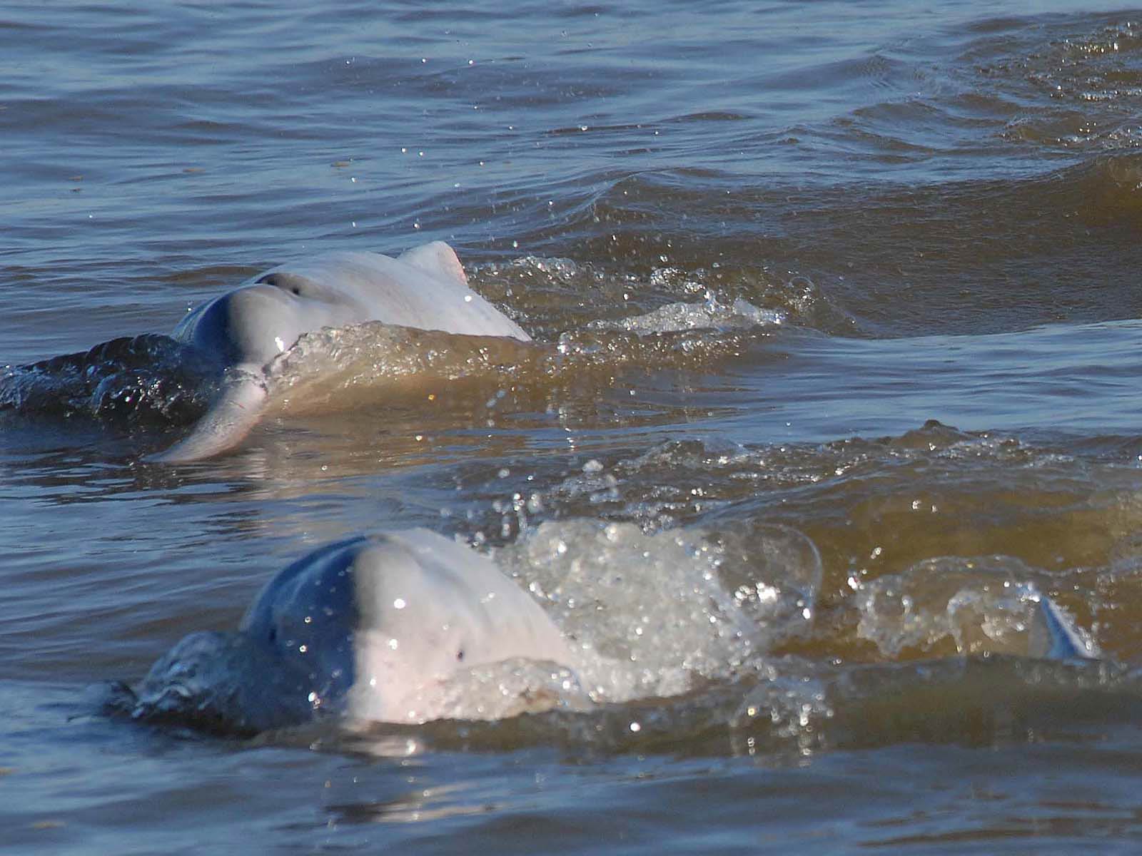 free River Dolphin wallpaper wallpapers download