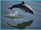 River Dolphin wallpaper