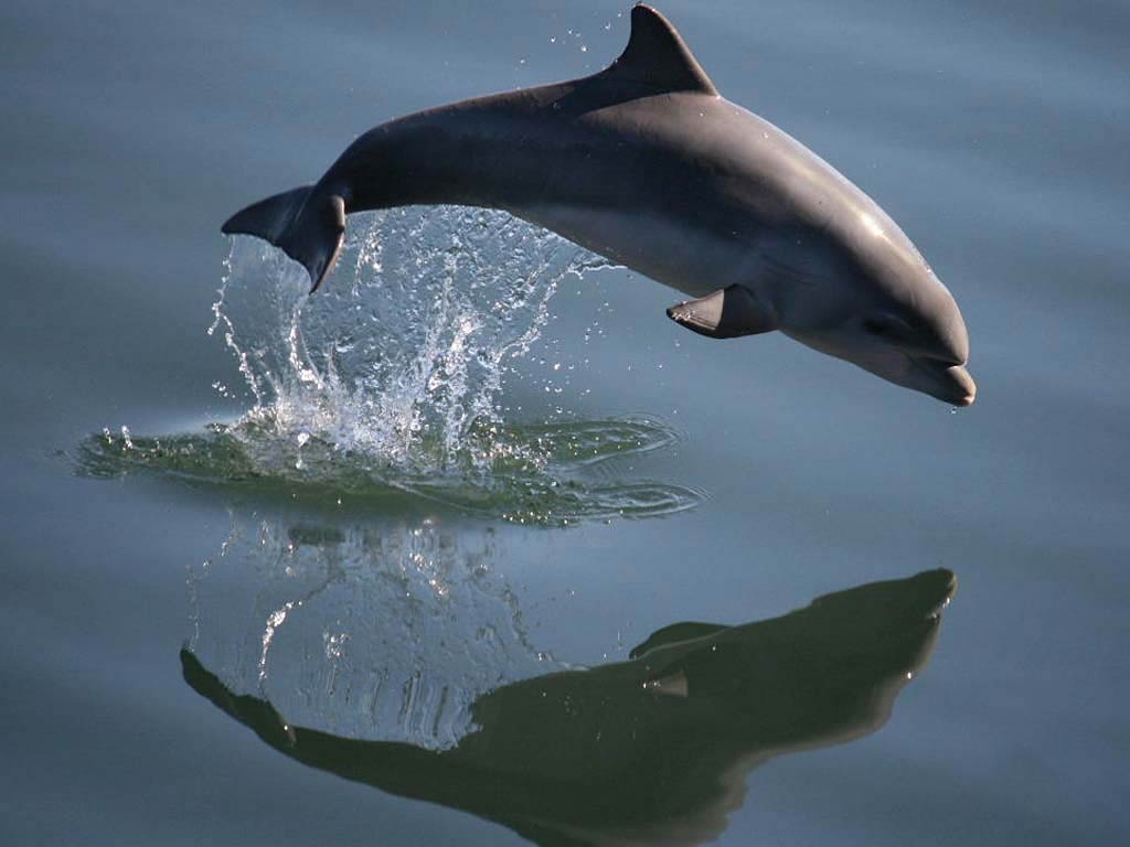 free River Dolphin wallpaper wallpapers and background