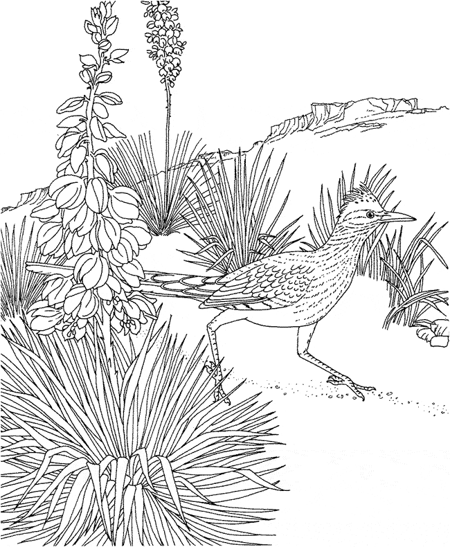 free Roadrunner coloring page