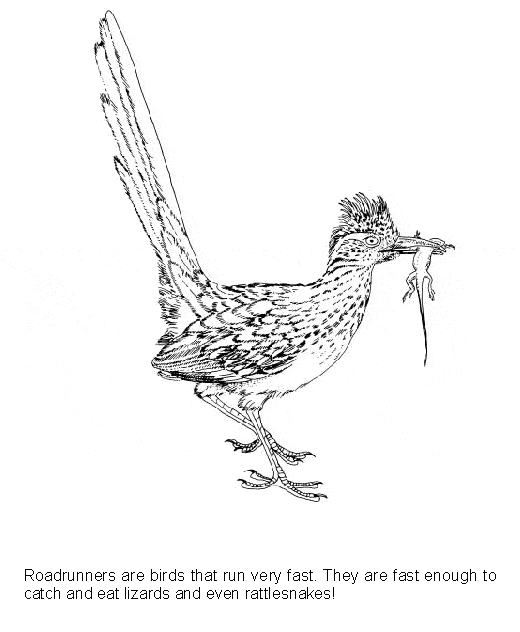 free Roadrunner coloring page