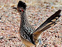 Roadrunner image