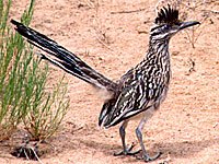 Roadrunner picture