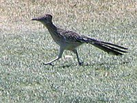 Roadrunner image