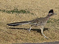 Roadrunner