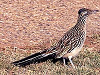 Roadrunner photo