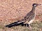 roadrunner