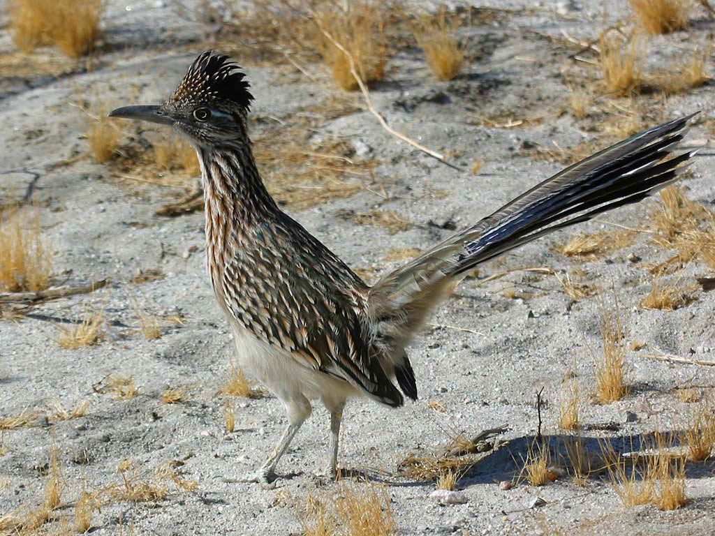 free Roadrunner wallpaper wallpapers download