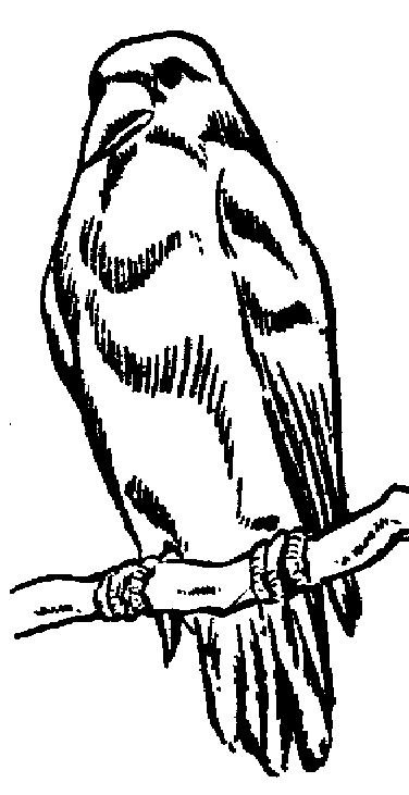 free Rook coloring page