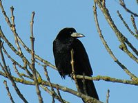 Rook on a branch