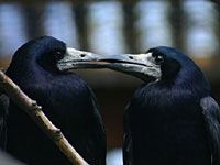 Two rooks