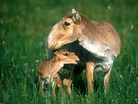 Saiga image