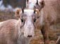 saiga