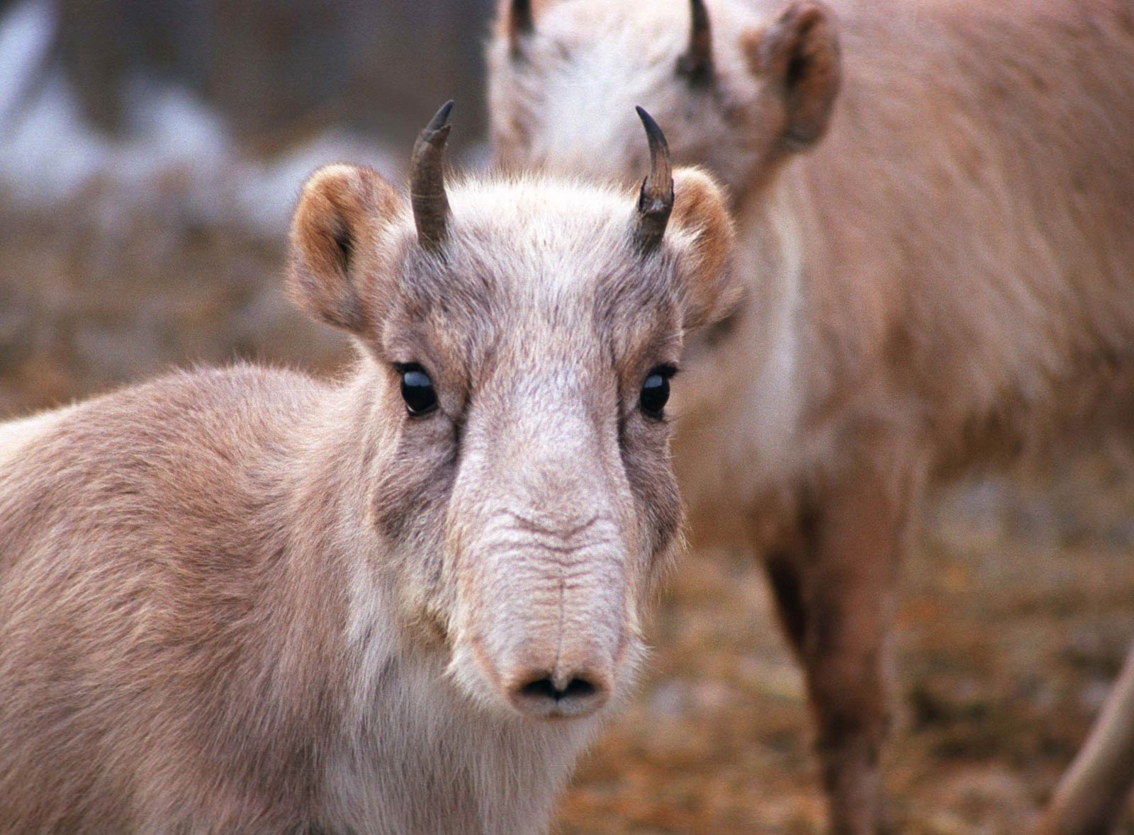 free Saiga wallpaper wallpapers download