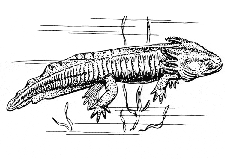 free Salamander coloring page