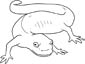 Salamander coloring page