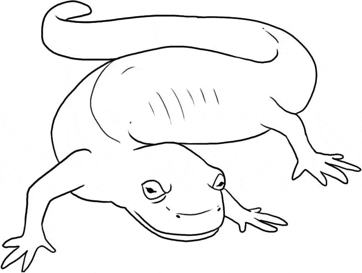 free Salamander coloring page