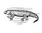 Salamander coloring page