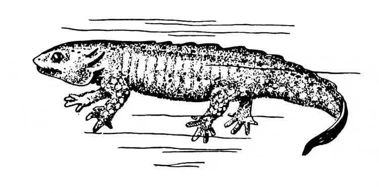 free Salamander coloring page