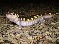 Salamander image