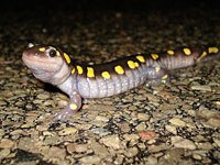 Salamander picture