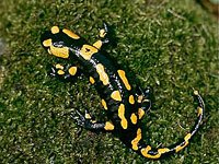 Salamander picture