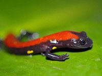 Salamander close up