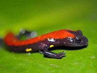 Salamander picture