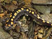 Salamander picture