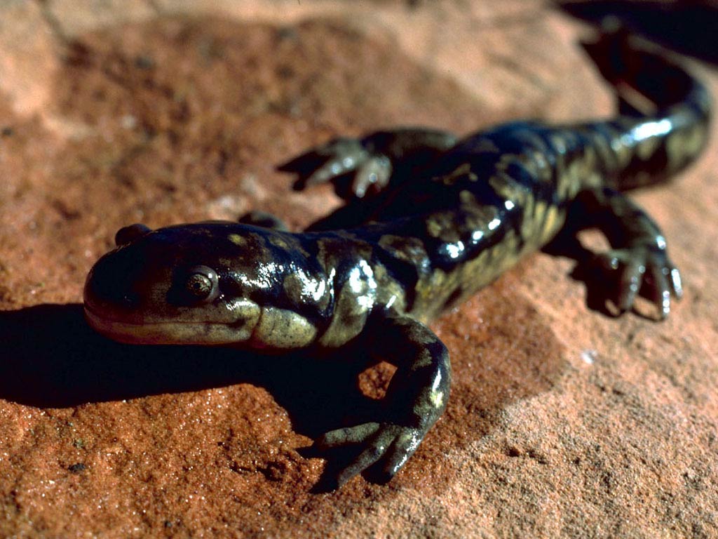 free Salamander wallpaper wallpapers download