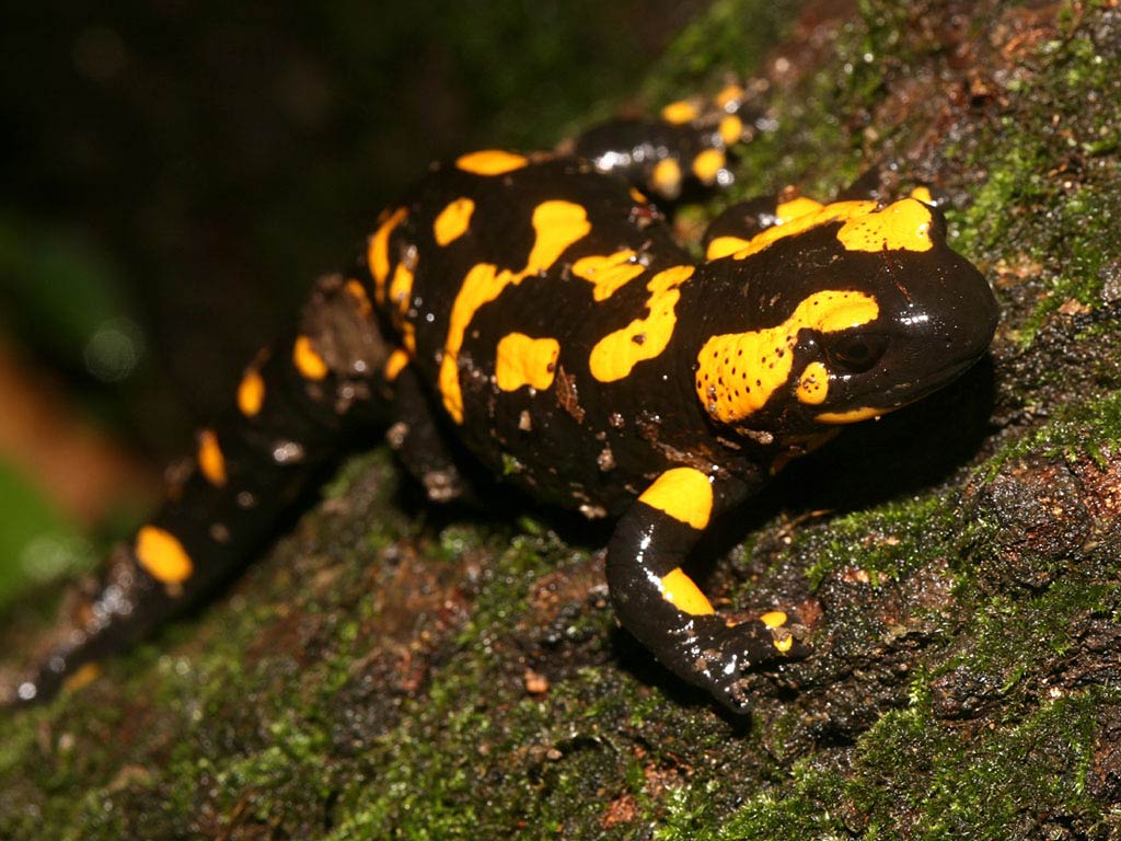 free Salamander wallpaper wallpapers download