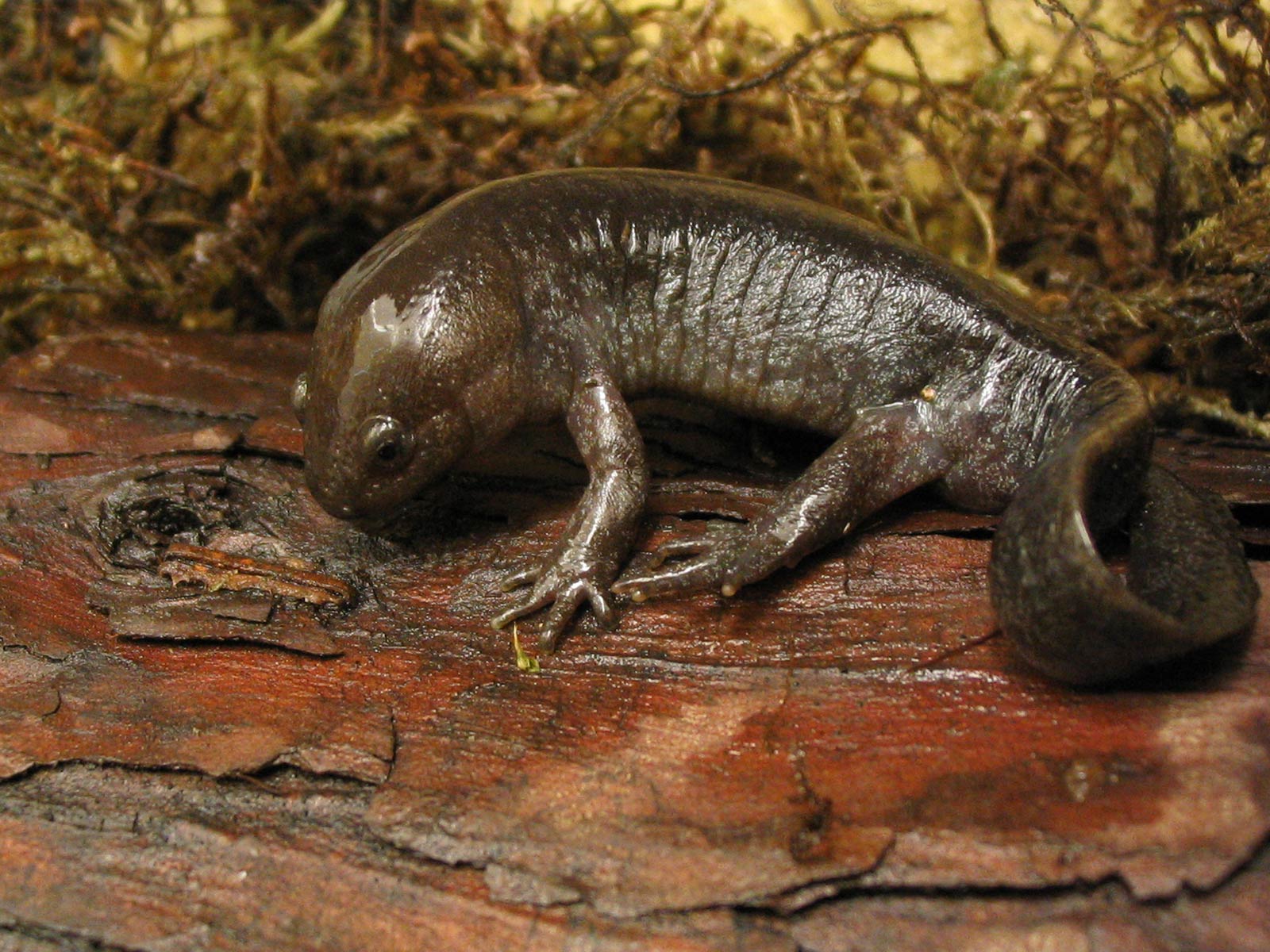 free Salamander wallpaper wallpapers download