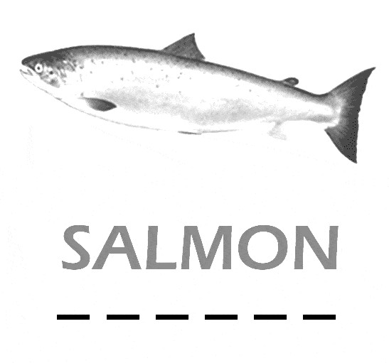 free Salmon coloring page